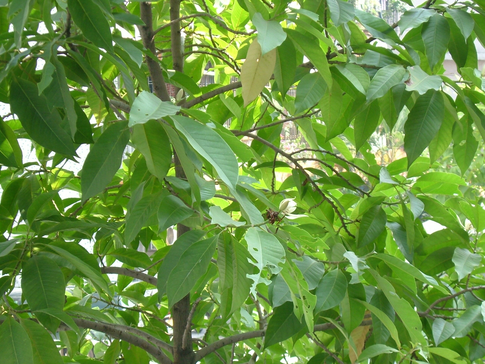 【白玉兰树摄影图片】博罗县农信联社生态摄影