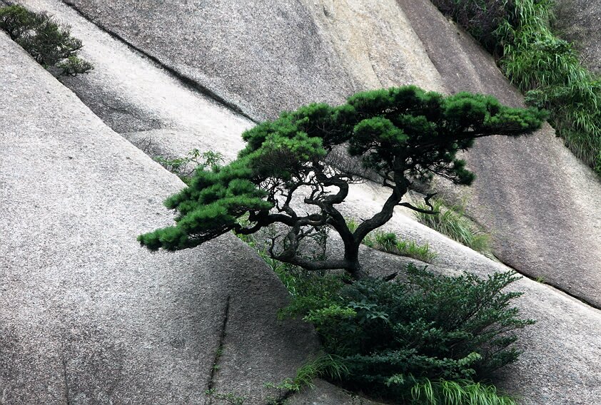 《黄山劲松》
