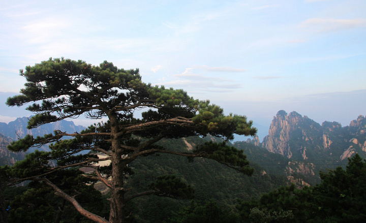 黄山劲松