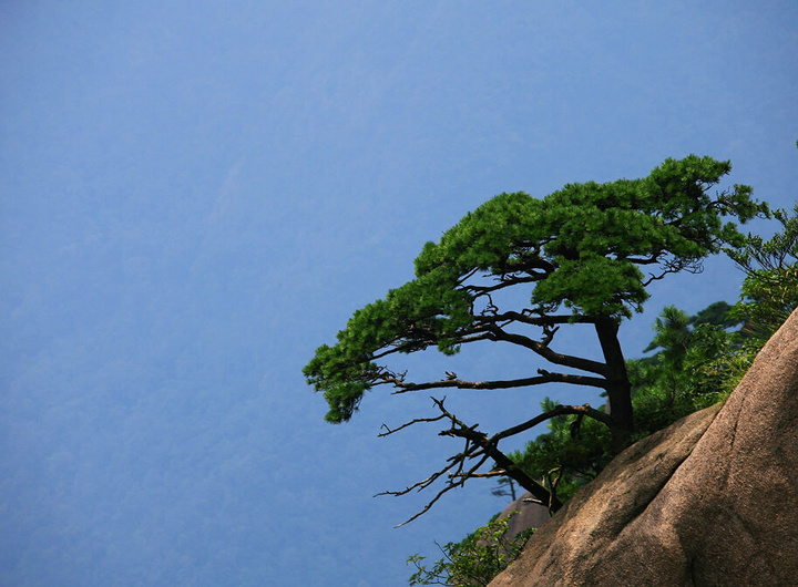 黄山劲松