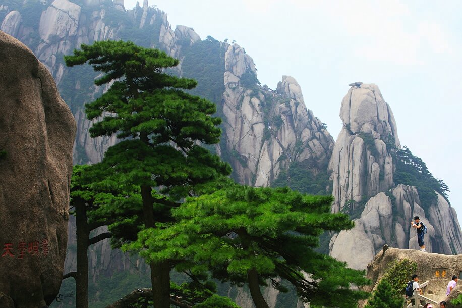 《黄山劲松》