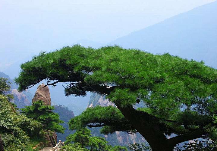 黄山劲松