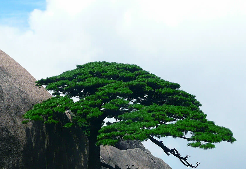 《黄山劲松》