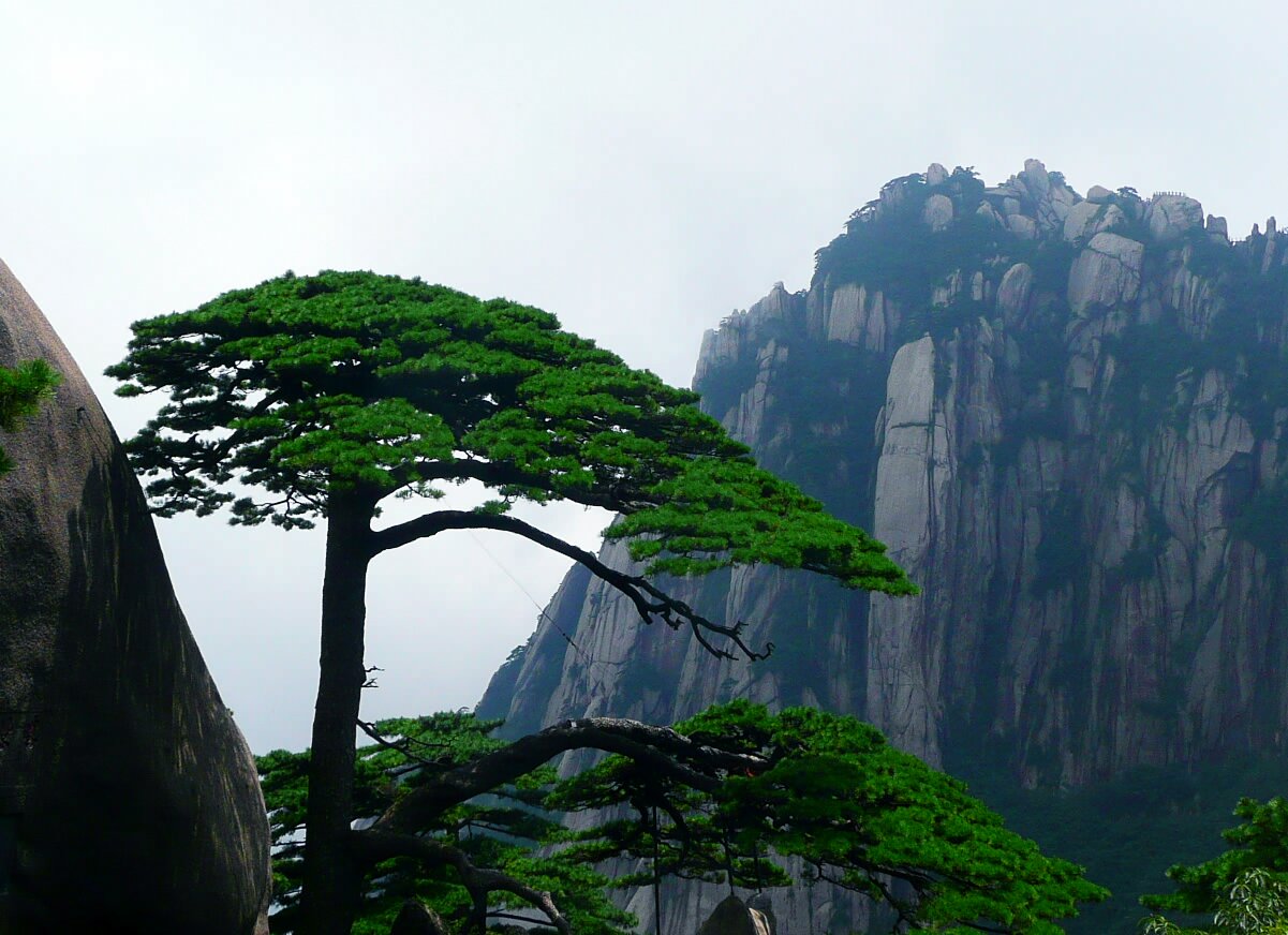 《黄山劲松》