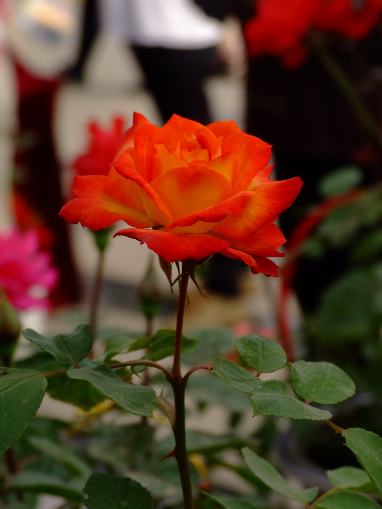 石家庄市花月季