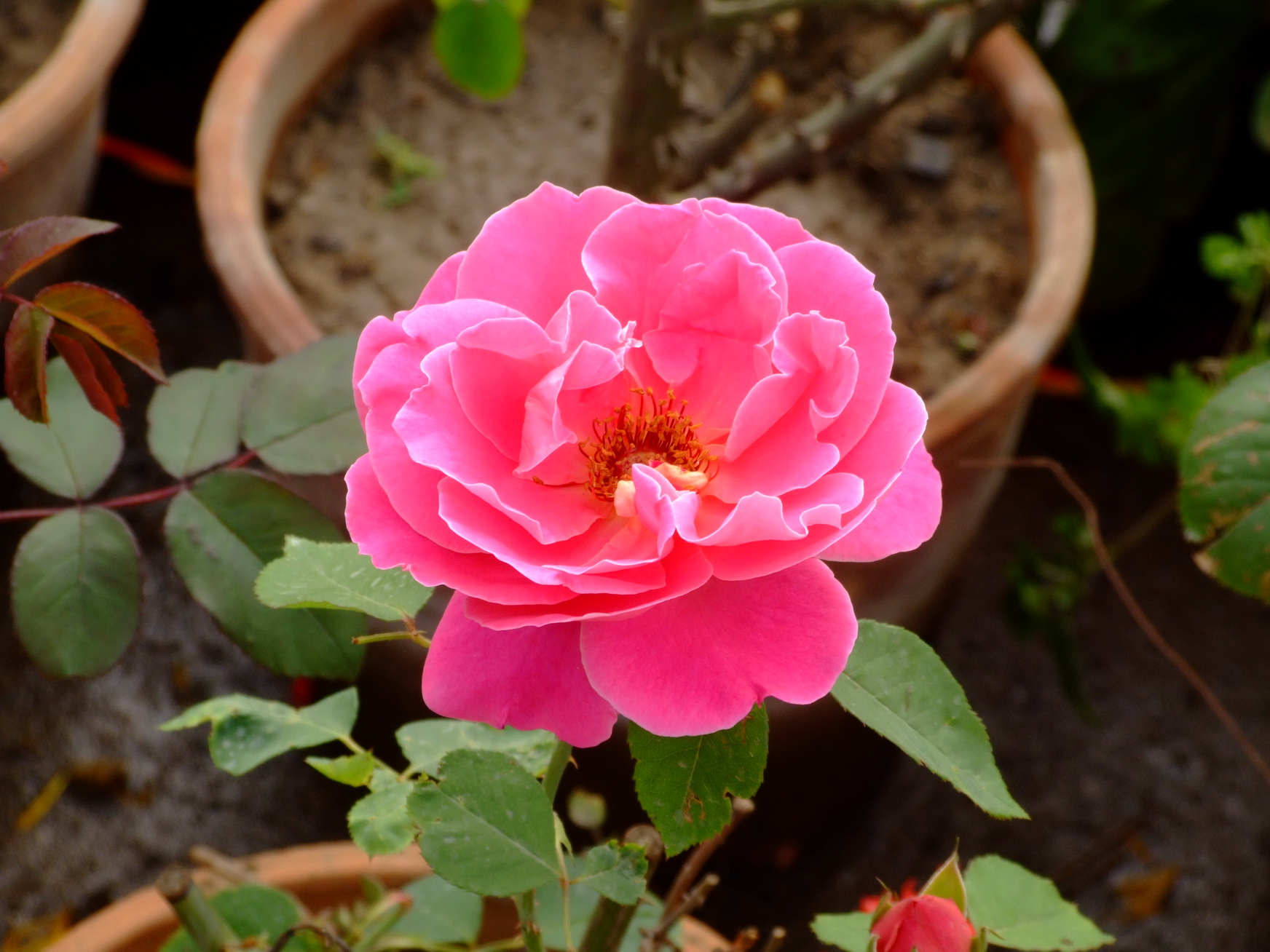 石家庄市花月季