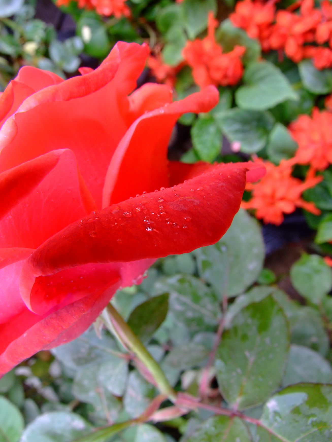 石家庄市花月季