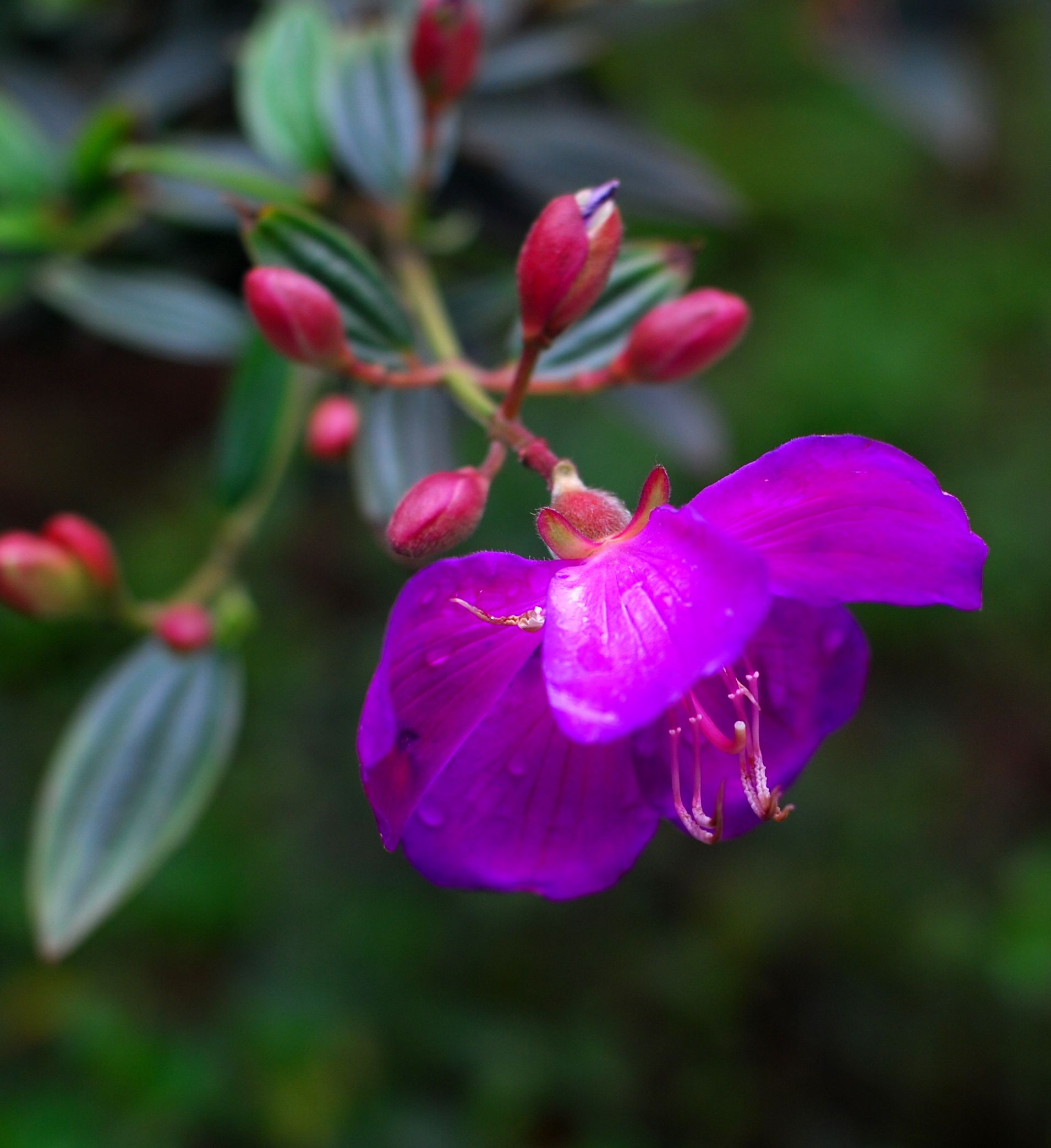雨后的花朵