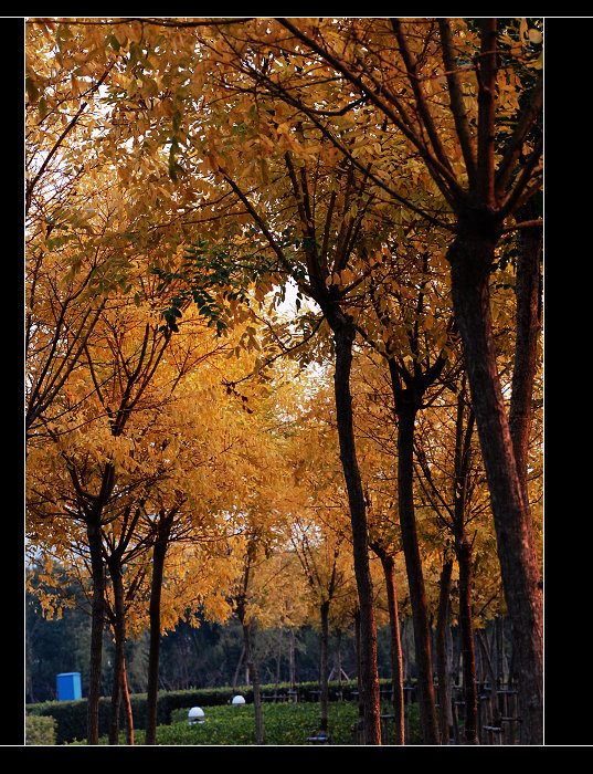 【秋天杨树摄影图片】白塘生态园生态摄影