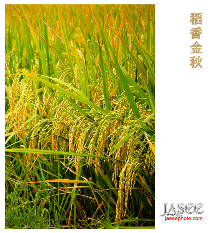 稻香金秋