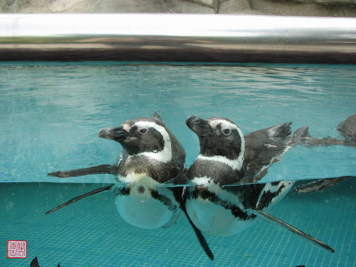 【热带企鹅摄影图片】深圳野生动物园生态摄影