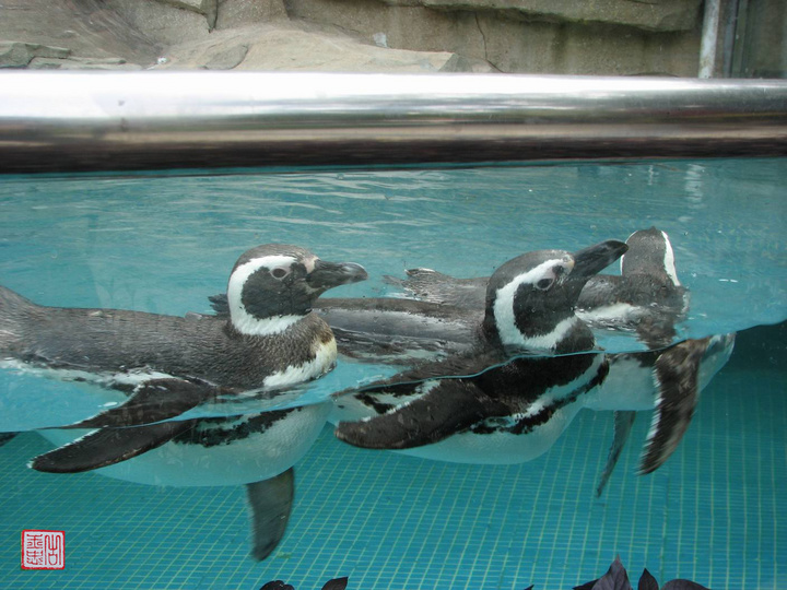 【热带企鹅摄影图片】深圳野生动物园其他摄影
