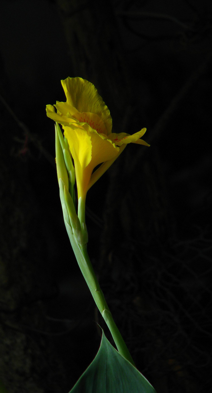 鸟与花