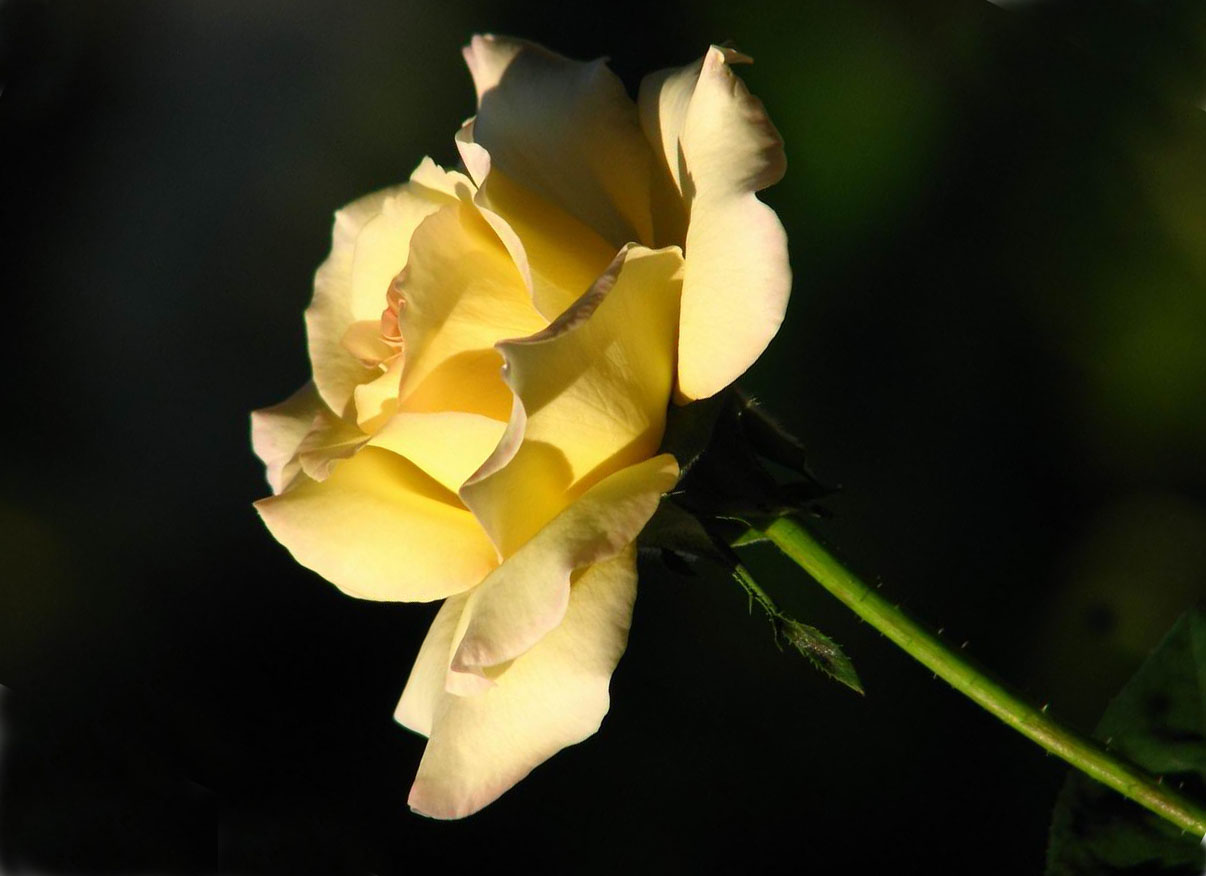 【带刺的黄玫瑰摄影图片】户外生态摄影