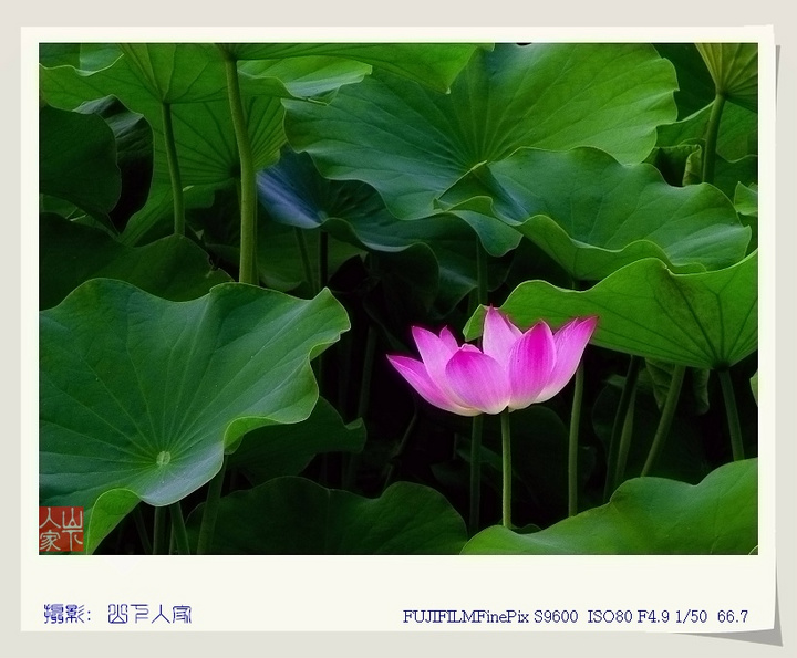 香荷