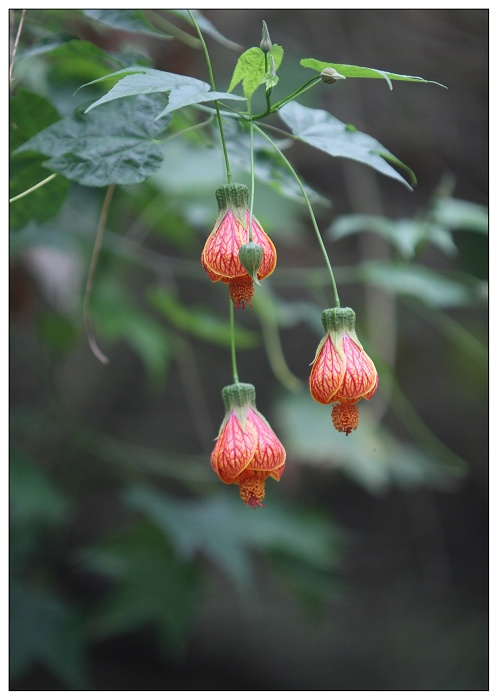 灯笼花