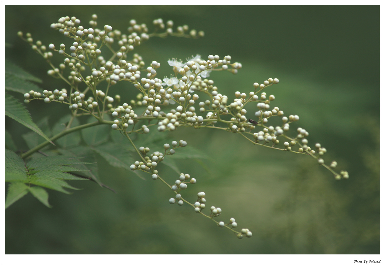 珍珠花
