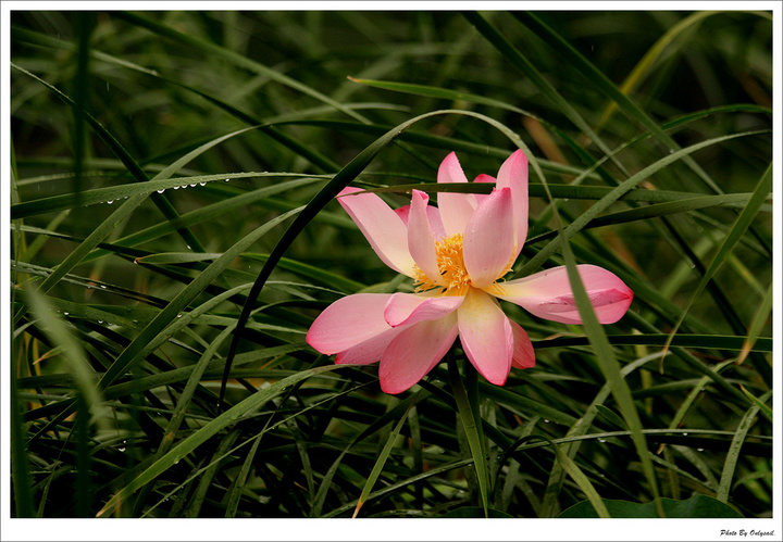 【雨中荷--花开花落终有时摄影图片】圆明园荷