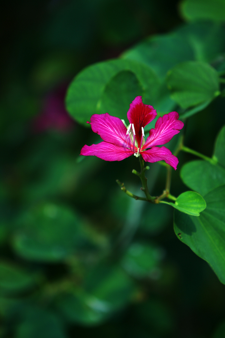 紫荆花