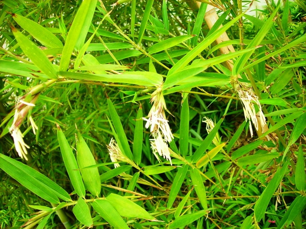 竹子开花