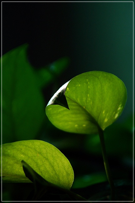 阳光雨露