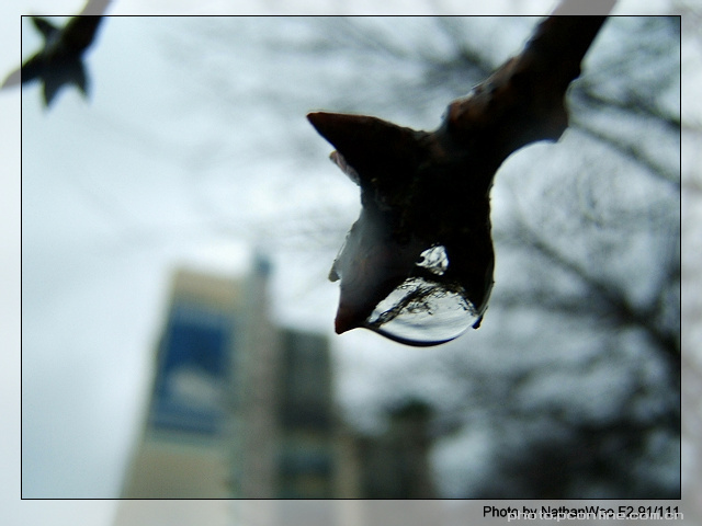 【水滴摄影图片】韩国釜山外国语大学生态摄影
