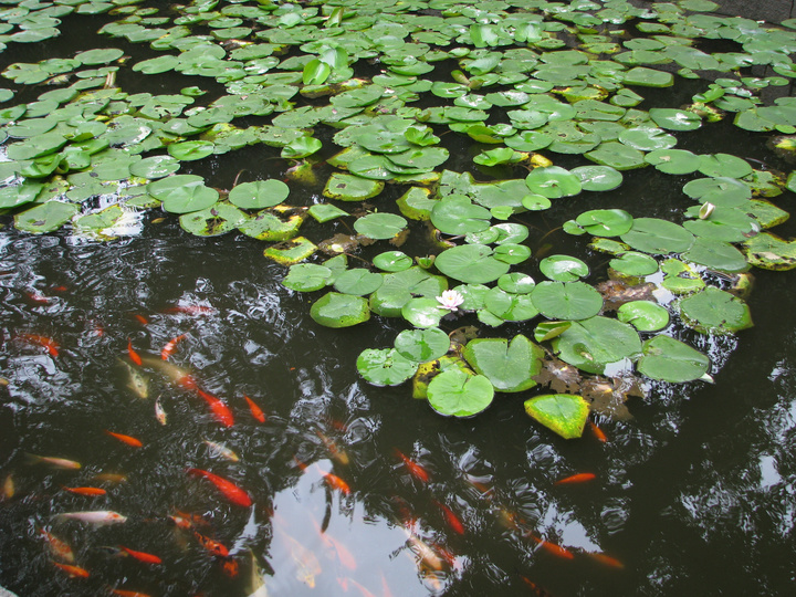 锦鲤与莲花池