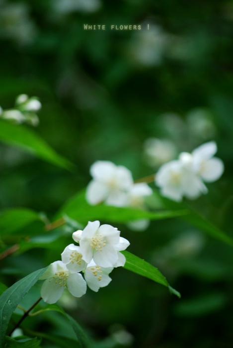 白花凋落