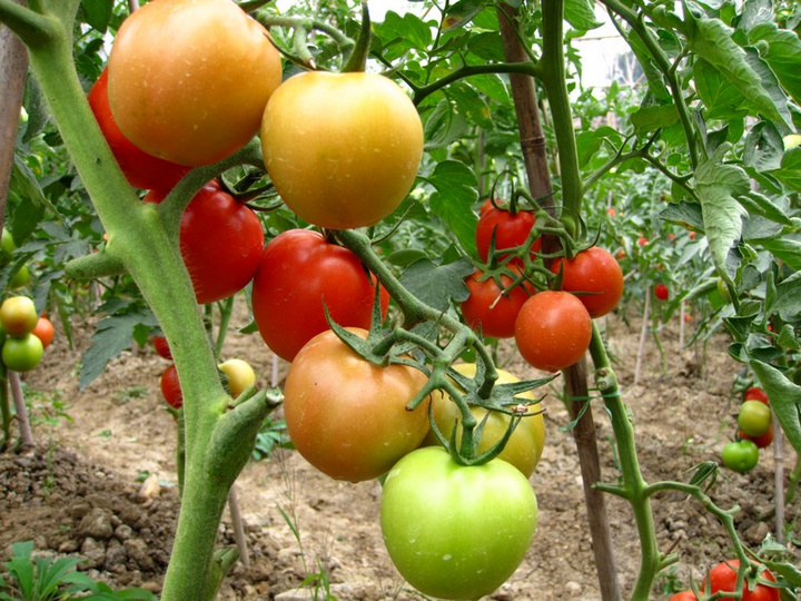 【绿色蔬菜--西红柿摄影图片】贵州关岭生态摄