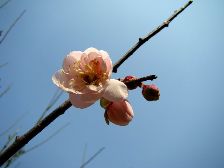 梅花盛放 迎新春