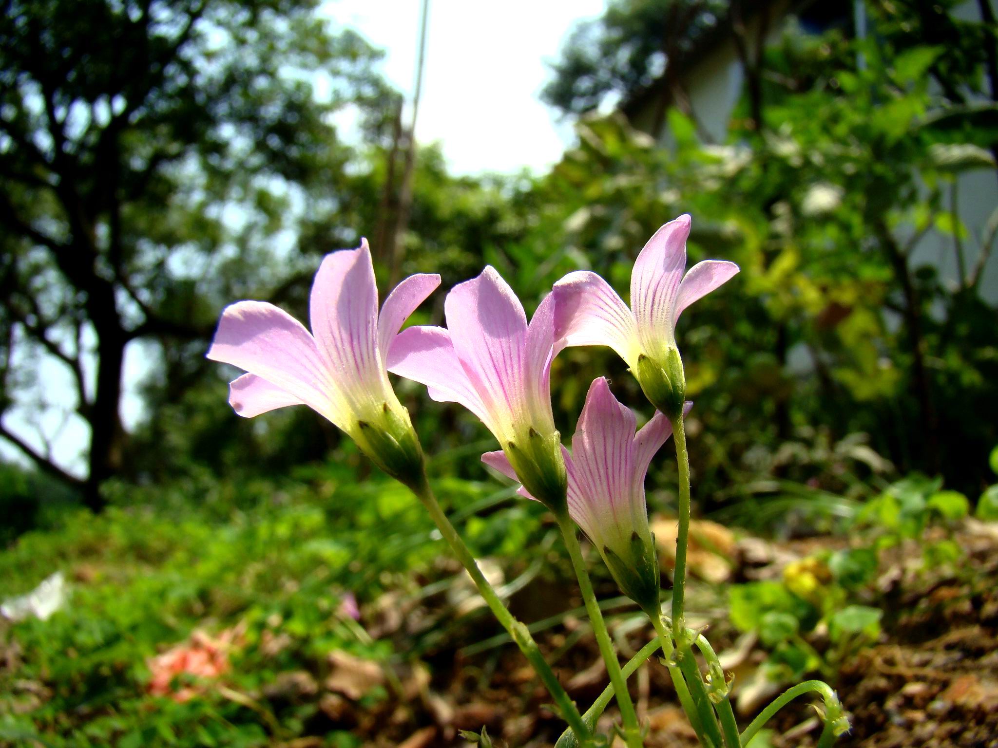 乡村野花