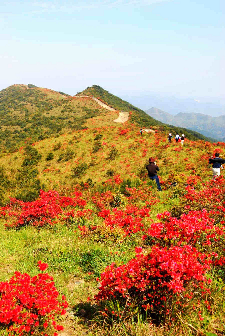 正是山花烂漫时----闽清高岗山风. (共p)