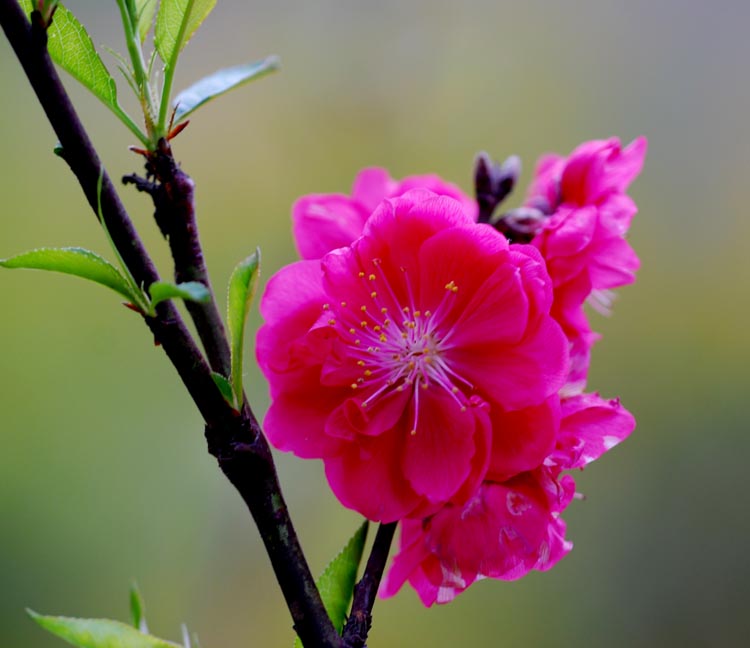 百花盛开春满园