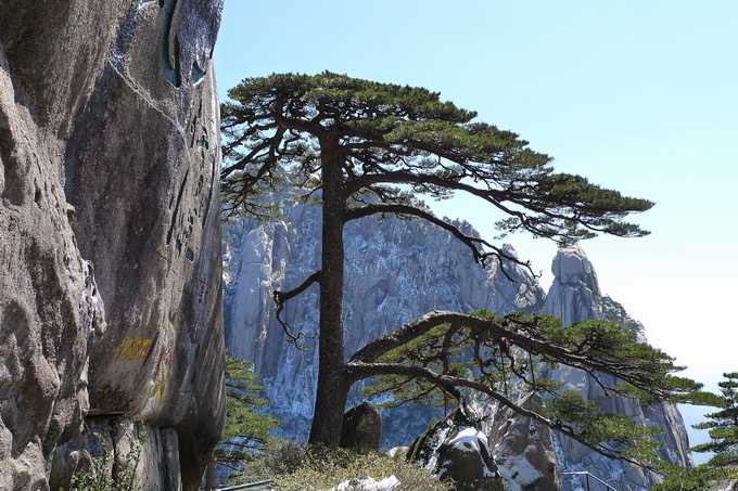 黄山松树