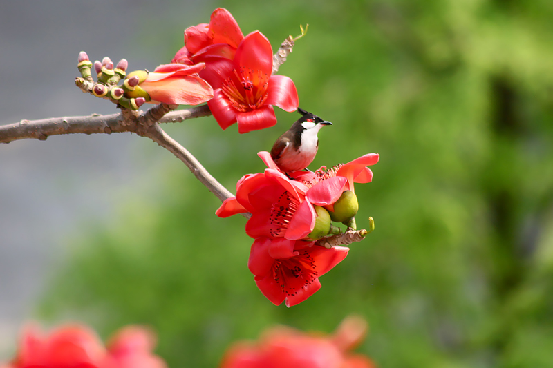 有花有鸟
