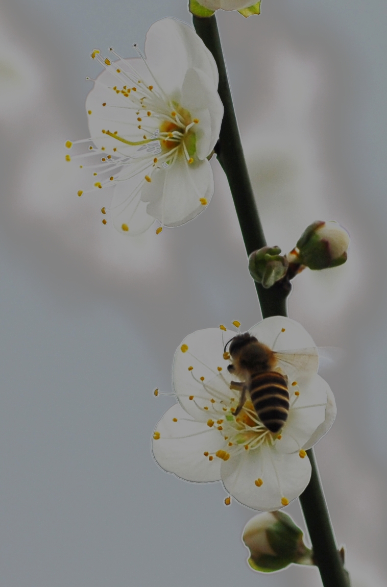 梅花与蜜蜂