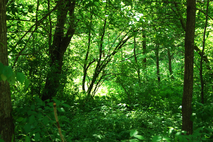【夏天的原始森林摄影图片】露水河风光摄影_老