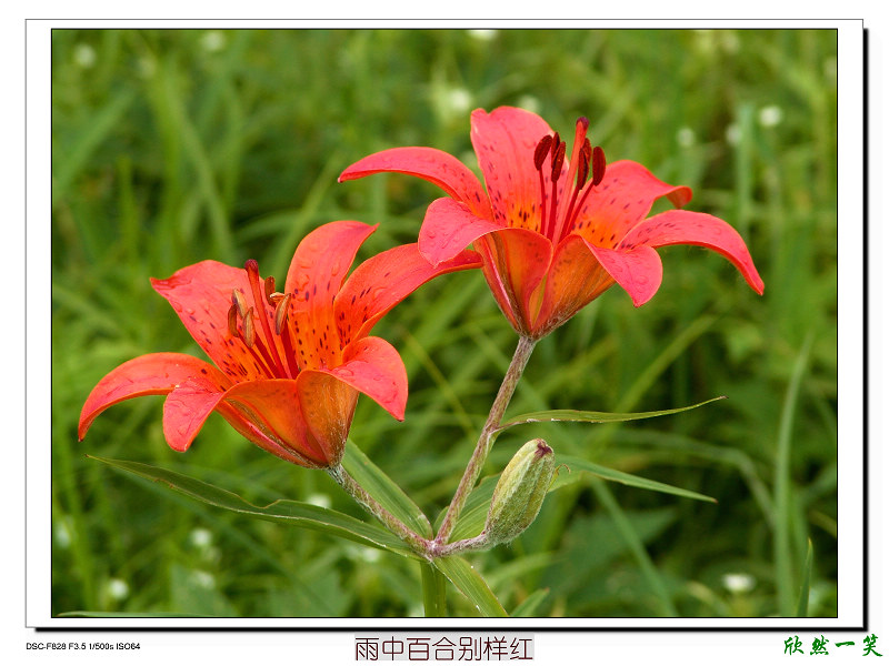 雨中百合别样红