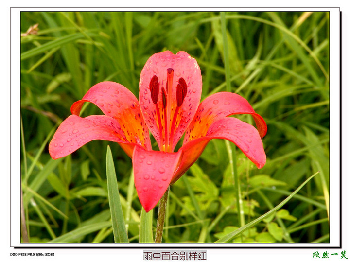 雨中百合别样红