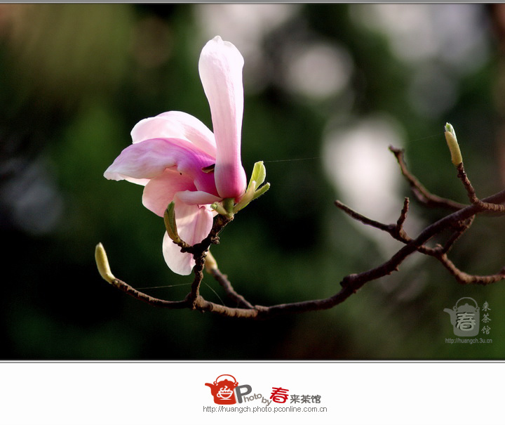【紫玉兰·白玉兰摄影图片】上海 公园生态摄