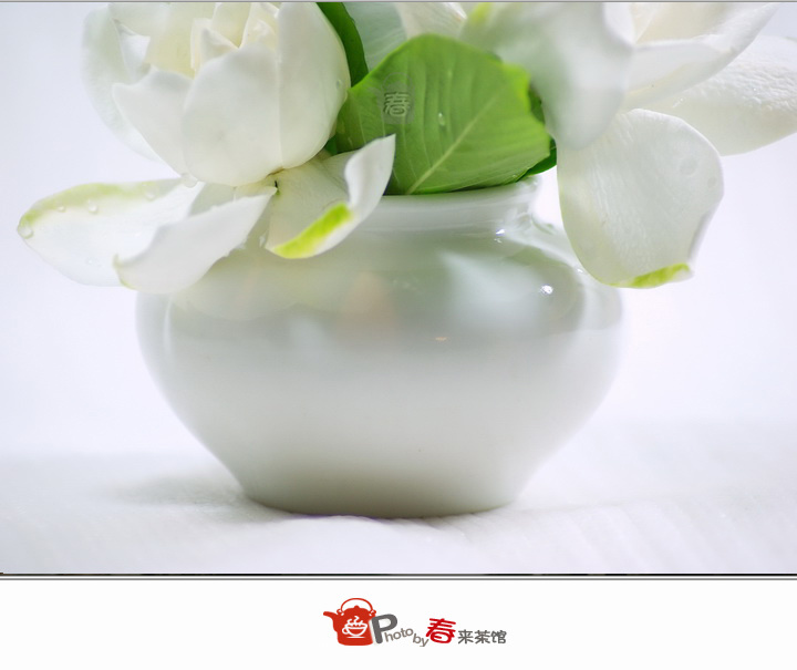 洁白如玉-栀子花