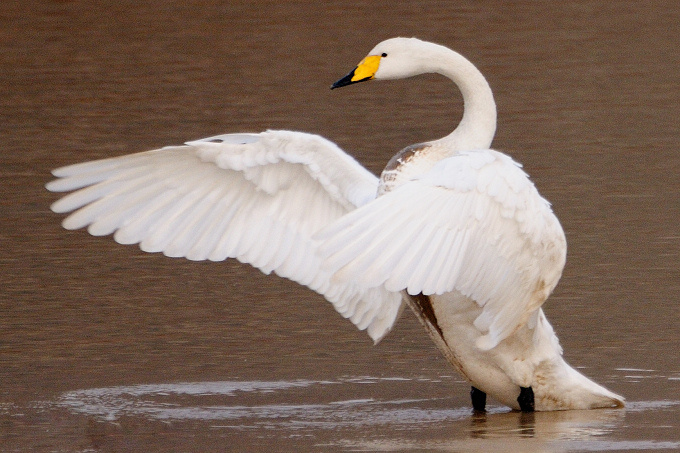 【亮翅起舞的白天鹅摄影图片】三门峡市生态摄