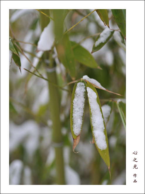 雪竹