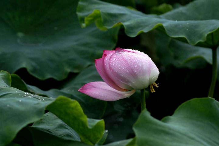 风雨之荷花