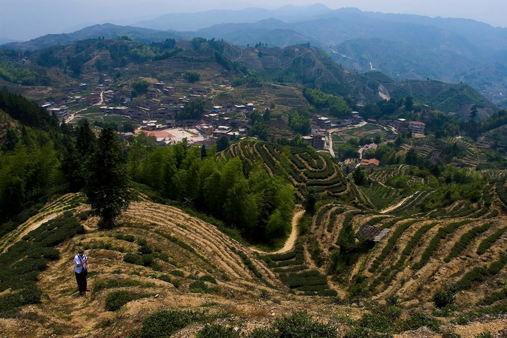 安溪茶山