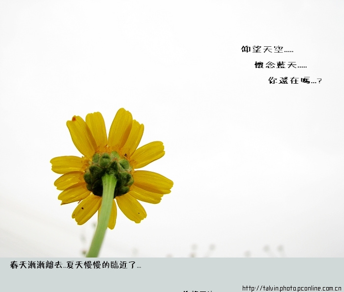 谢幕春天 第 1 幅