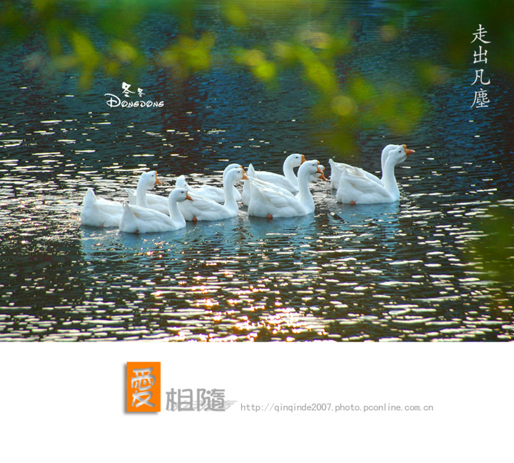 【鹅鹅鹅。摄影图片】玉佛寺周围生态摄影