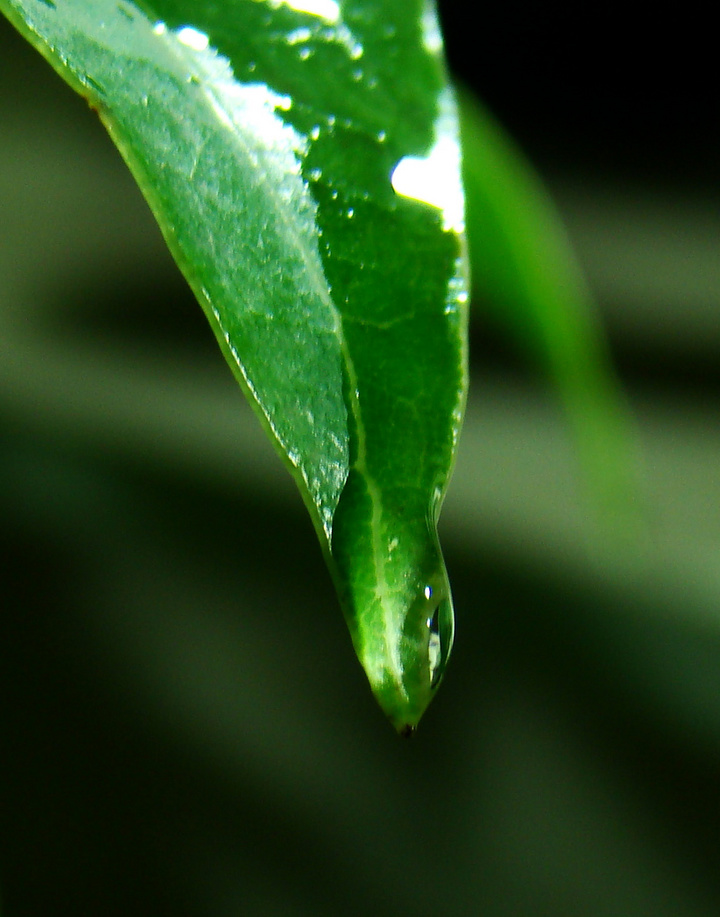 露水