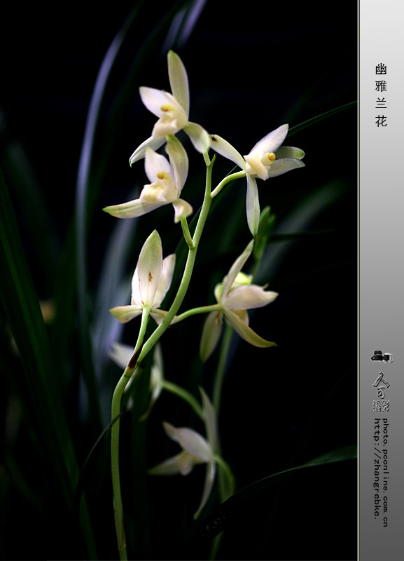 幽雅兰花