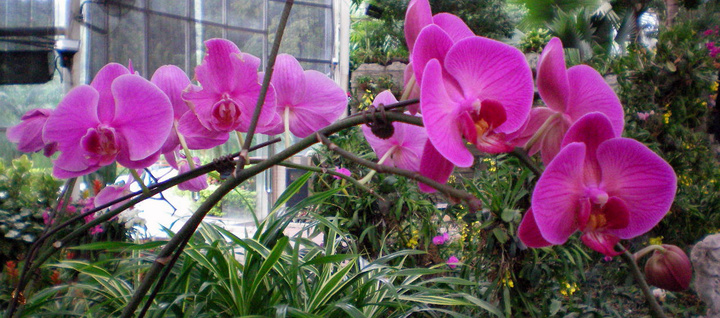 【广州云台花园花卉摄影图片】广州生态摄影